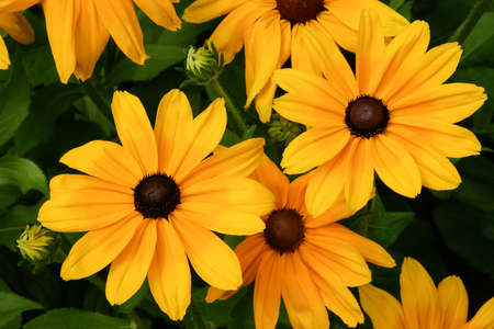 Black-Eyed Susansの写真素材