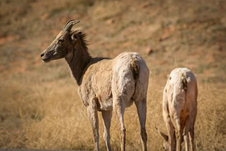 Bighorn Sheepの写真素材