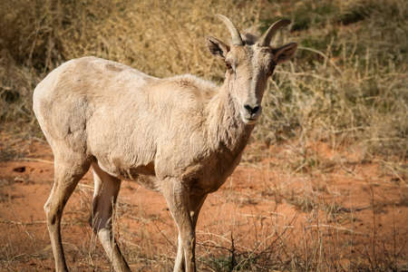 Bighorn Sheepの写真素材