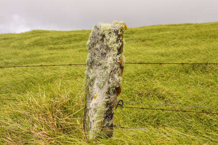 Moss covered fence post - Hawaiiの写真素材