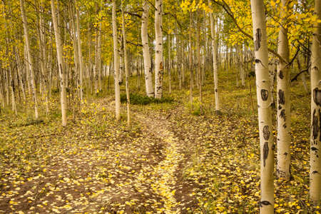 Hiking path through the aspens - autumn in Coloradoの写真素材