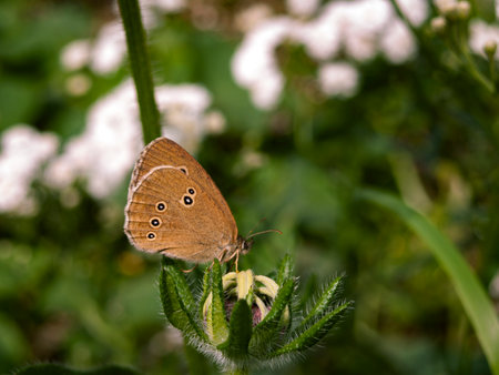 Aphantopus hyperantus butterfly sitting on a flower in the garden.