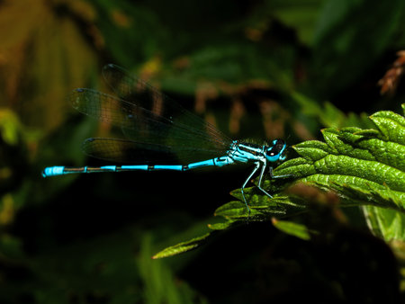 Blue damselfly (Sympetrum maculatum).の写真素材