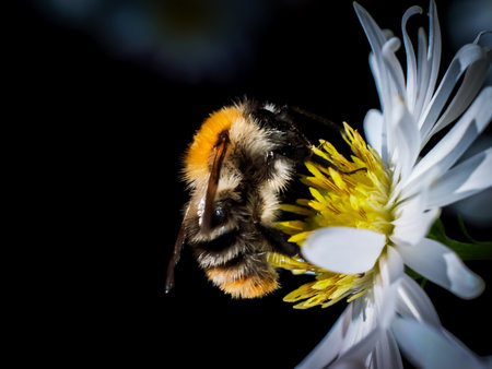 Bumblebee collecting pollen from a daisy flower on a black background.