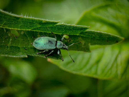 Green beetle on a green leaf in the garden. Macro photography.の写真素材