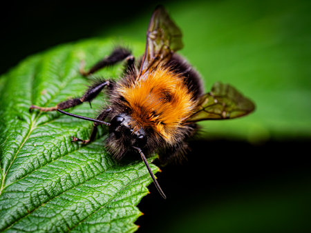 Close up of a bumblebee on a leaf. Shallow depth of field.の写真素材