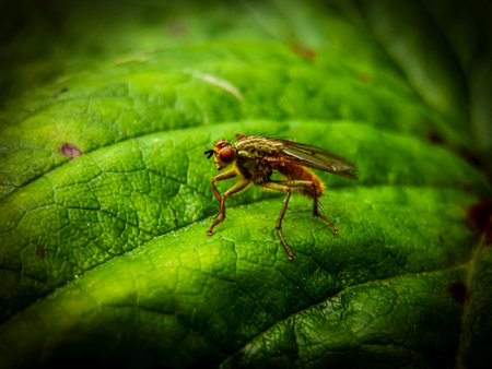 Macro shot of a fly on a green leaf in the garden.の写真素材