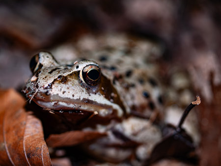Close up of a frog in the forest. Shallow depth of field.の写真素材