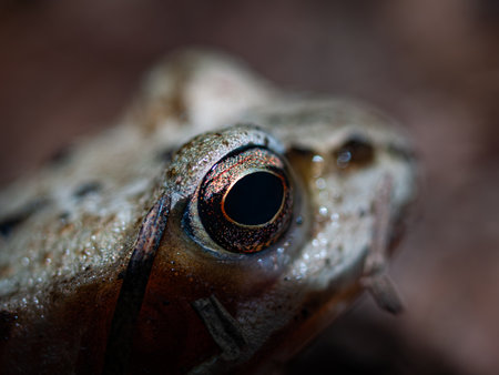 Close up of a brown frog's eye in the forest.の写真素材