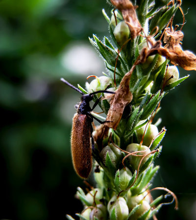 Macro shot of a beetle on a flower in a garden.