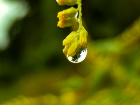 Macro shot of a drop of water on a green background.