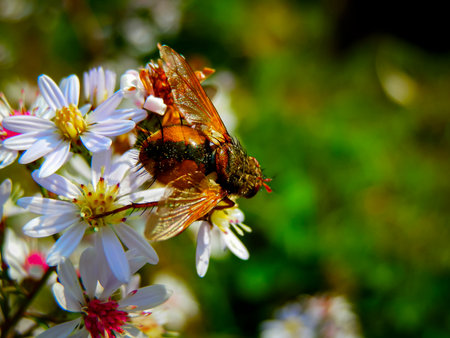 Bee on a flower in the garden. Macro photography of insects.の写真素材