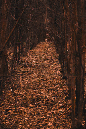 Forest path in the middle of the forest. Selective focus.