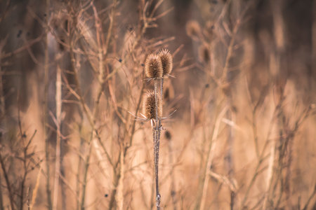 Dry teasel in the autumn forest. Selective focus.