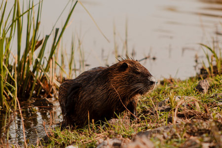 Coypu or Nutria (Myocastor coypus) in the river