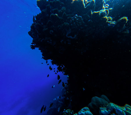 Coral reef and marine life in the Red Sea, Egypt.