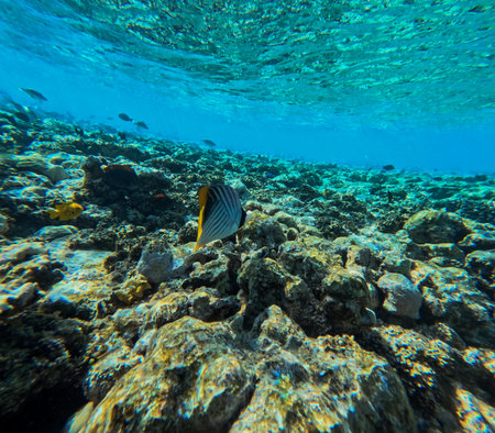 Underwater view of a tropical coral reef with fish and marine life
