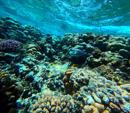 Underwater view of coral reef with tropical fish and corals at Egypt.