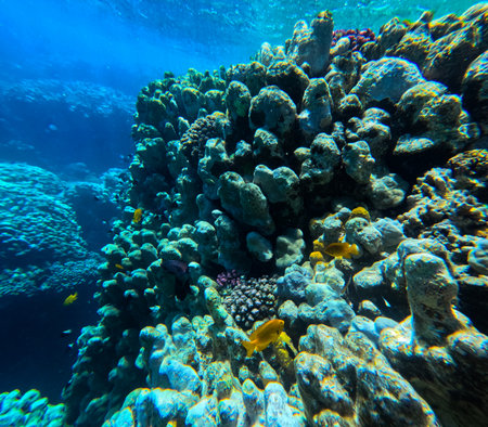 Underwater view of coral reef and tropical fish in Red Sea, Egypt