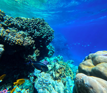 Coral reef and fish in the Red Sea. Egypt. Sharm El Sheikh