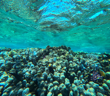 Underwater view of coral reef with fish and corals. Tropical background