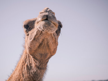 Closeup of camel head in Namib desert, Namibia.