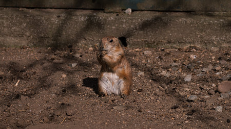 Black-tailed prairie dog (Cynomys ludovicianus)の写真素材