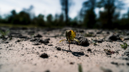 Small seedling in the ground. Selective focus. Shallow depth of field.の写真素材