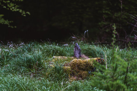 old tree stump in green forest with moss and lichen on itの写真素材