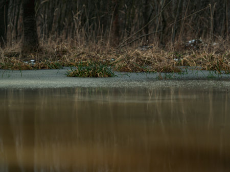 reflection of trees in a puddle with water and grass in winter