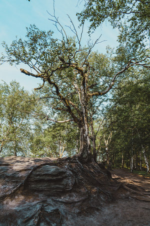 Beautiful tree in the forest with blue sky background.
