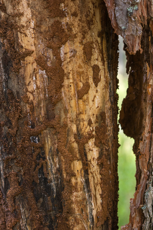 Brown wood texture with elements of destructionの写真素材