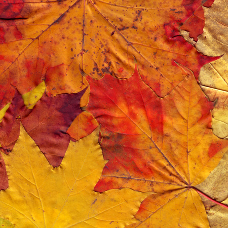 pattern of yellow and red fallen leavesの写真素材