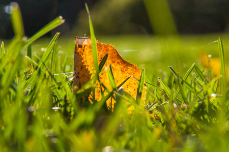 fallen yellow leaves on green grassの写真素材