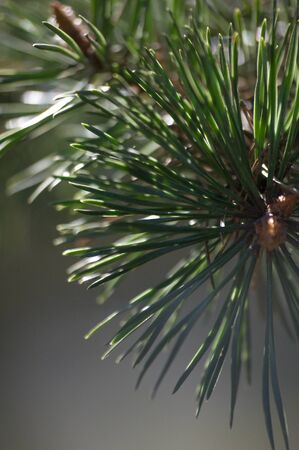 Green pine branches close up on blurred background