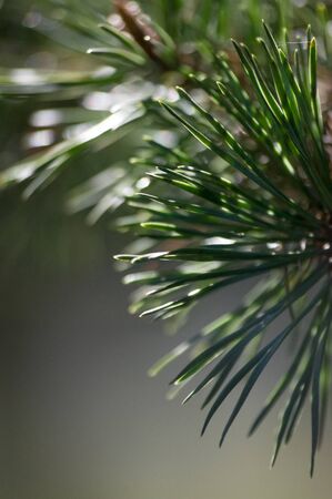 Green pine branches close up on blurred background