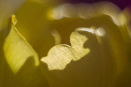 Macro photography of yellow tulip petalsの写真素材