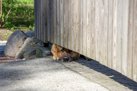 Dog peeping out from under a wooden fenceの写真素材