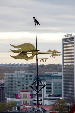 Tallinn, Estonia - October 21, 2017. Jackdaw, sitting on a weathercock in the background of the city.のeditorial素材
