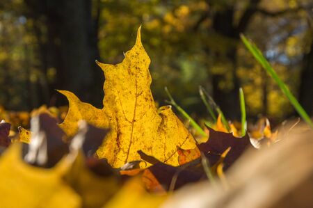 Yellow fallen autumn leaves lying on the grass