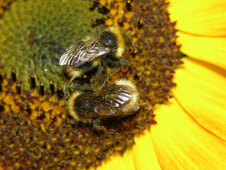 Two bumblebee on sunflower