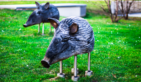 Wood Pigs on playground in parkの写真素材