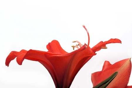 Amaryllisの写真素材