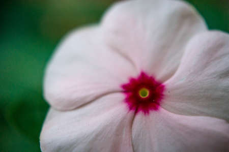 White little flowerの写真素材
