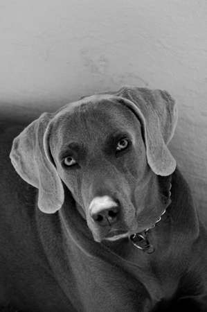 Dog lookの写真素材