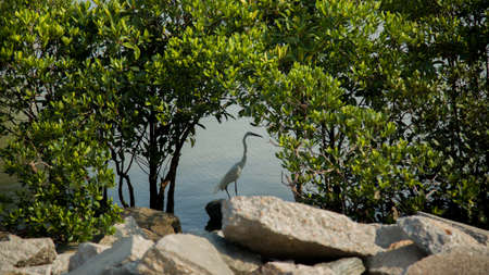 The mangrovesの写真素材