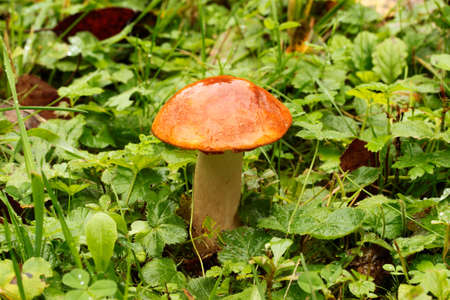 orange-cap boletus