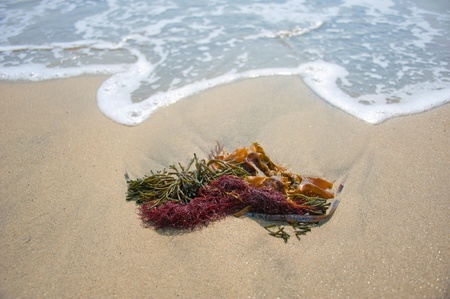seaweed on the sandy shoreの写真素材