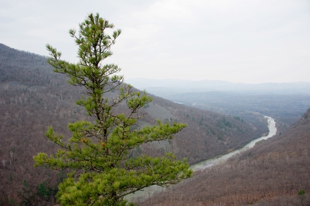 green spruce, mountain river between the hillsの写真素材