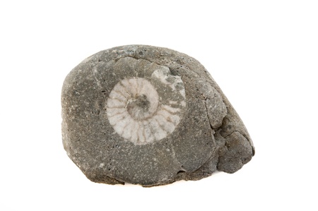 a grey stone with white  print of amminuteの写真素材